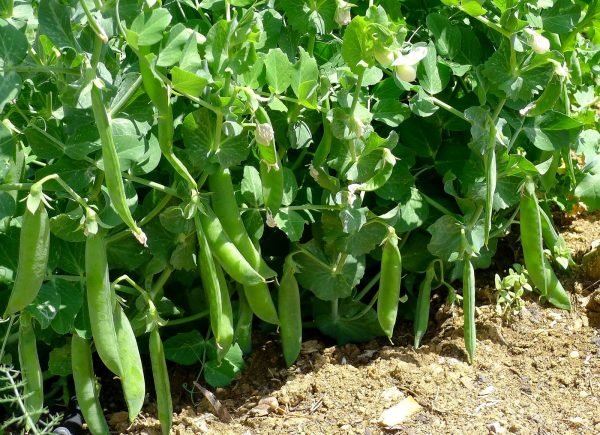 Green Peas Exporters in India