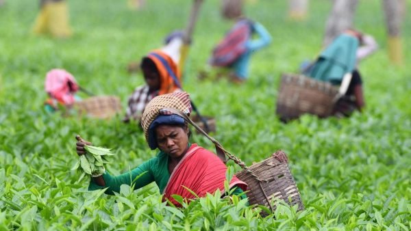 Anti Diabetic Tea-Exporters in India