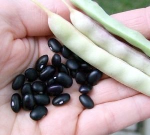 Black Kidney Beans Exporter In India