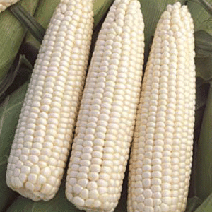 Dried white corn Exporters in India