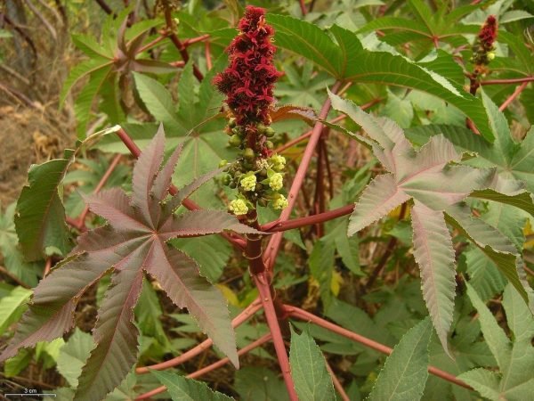 Off White Eranda Mool- Castor Oil Root-Exporters in India