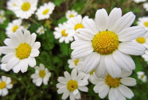 Chamomile Tea Powder-Exporters in India