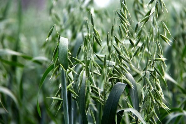 Oats-Exporters in India