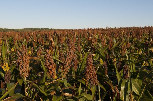 Red Sorghum Exporters in India
