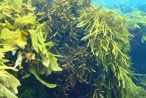 Seaweed Exporter In India